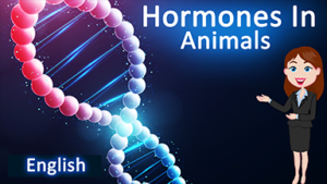 Hormones in animals