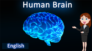 Human Brain