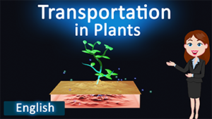 Transportation in Plants