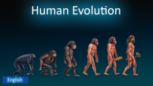 Human Evolution