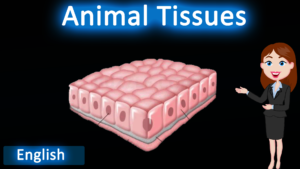 Animal Tissues