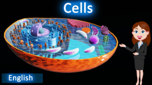 Cells