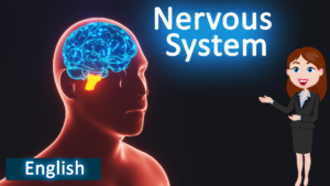 Nervous system