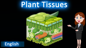 Plant tissue