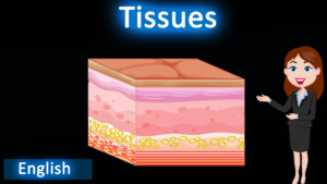 Tissues