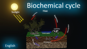 Biochemical cycle