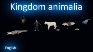 Kingdom animalia